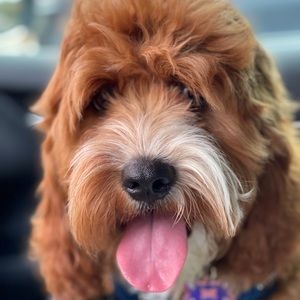 Meet your Posher, Alana